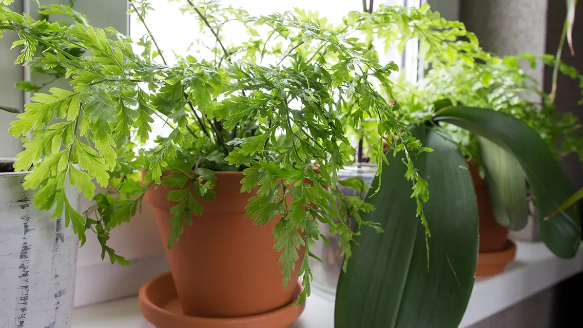 Two vibrant potted plants, one with soft, feathery leaves, and another with broad, glossy leaves, sit gracefully on a sunny windowsill, bringing life to the space.